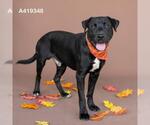 Small #1 American Pit Bull Terrier Mix