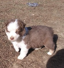 Australian Shepherd Puppy for sale in HIGH POINT, NC, USA
