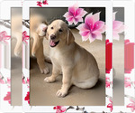 Puppy 1 Golden Labrador