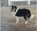 Small Photo #6 Collie Puppy For Sale in KUNA, ID, USA