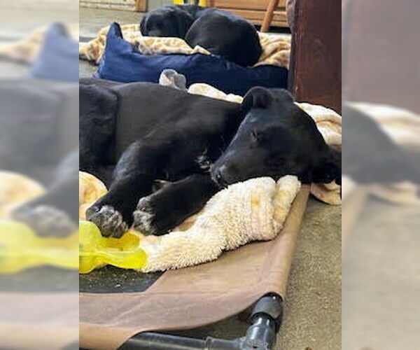 Medium Photo #8 German Shepherd Dog-Unknown Mix Puppy For Sale in Minneapolis, MN, USA