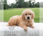 Small #5 Golden Retriever