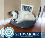 Small #2 Beagle-Pointer Mix