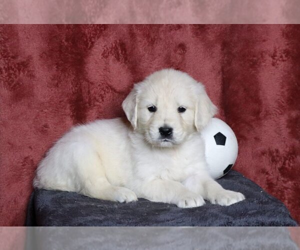 Medium Photo #1 English Cream Golden Retriever Puppy For Sale in FREDERICKSBG, OH, USA