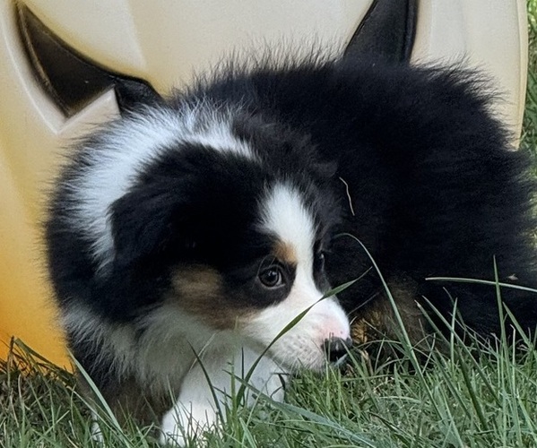 Medium Photo #12 Miniature American Shepherd Puppy For Sale in NOLENSVILLE, TN, USA