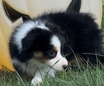 Small #11 Miniature American Shepherd