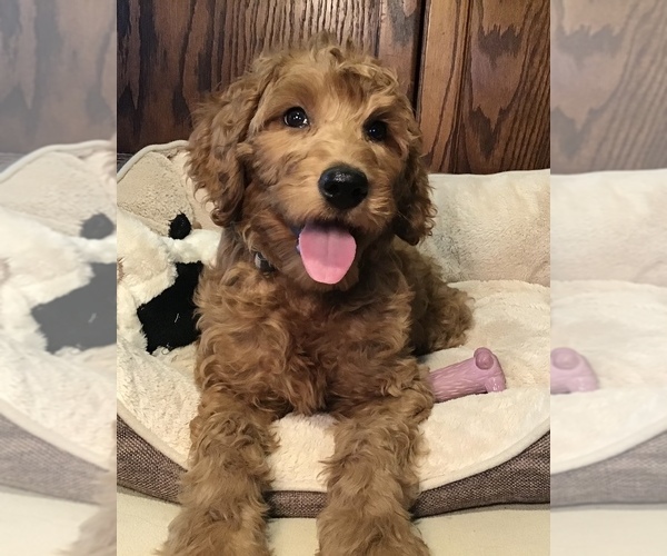Medium Photo #3 Goldendoodle Puppy For Sale in SHAWNEE, OK, USA