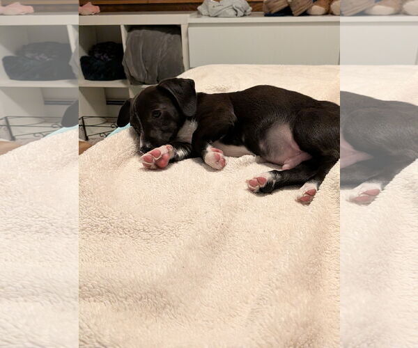 Medium Photo #2 Chihuahua-Unknown Mix Puppy For Sale in Aurora, CO, USA