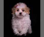 Puppy Camille Maltipoo (Miniature)