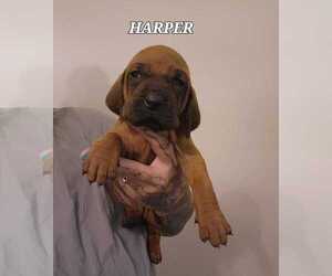 Redbone Coonhound Puppy for sale in RAINIER, OR, USA