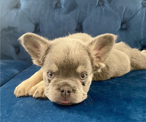 French Bulldog Puppy for sale in CHARLOTTE, NC, USA