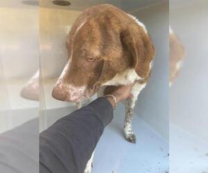 Labrador Retriever Dogs for adoption in Houston, TX, USA