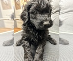 Small Photo #11 Aussiedoodle Puppy For Sale in INDIANAPOLIS, IN, USA