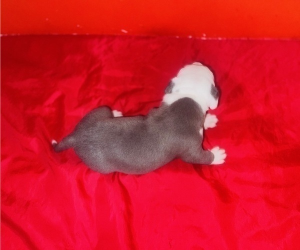 Medium Photo #5 American Pit Bull Terrier Puppy For Sale in TRENTON, NJ, USA