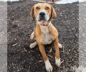 Zena - Female Retriever -Unknown Mix Dog for Adoption - Photo #4