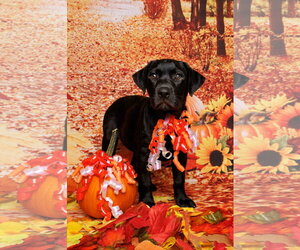 Labrador Retriever-Unknown Mix Dogs for adoption in McKinney, TX, USA