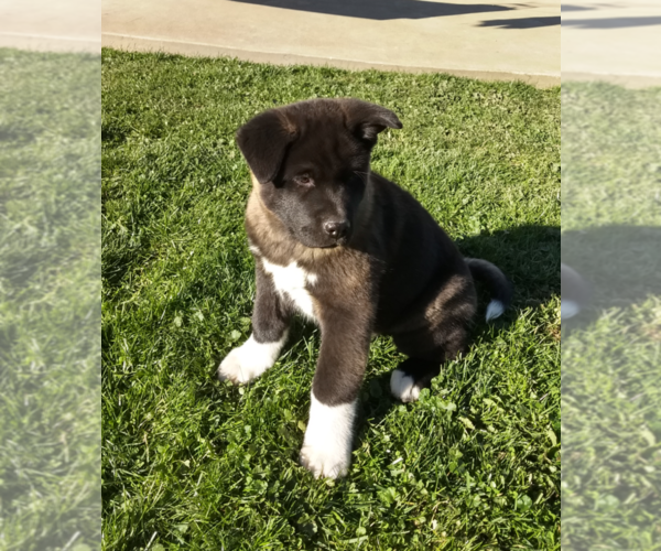 Medium Photo #7 Akita Puppy For Sale in FRESNO, OH, USA