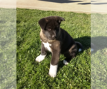 Small Photo #7 Akita Puppy For Sale in FRESNO, OH, USA