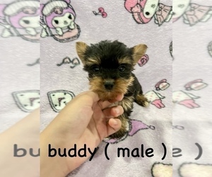 Yorkshire Terrier Puppy for sale in BERWYN, IL, USA