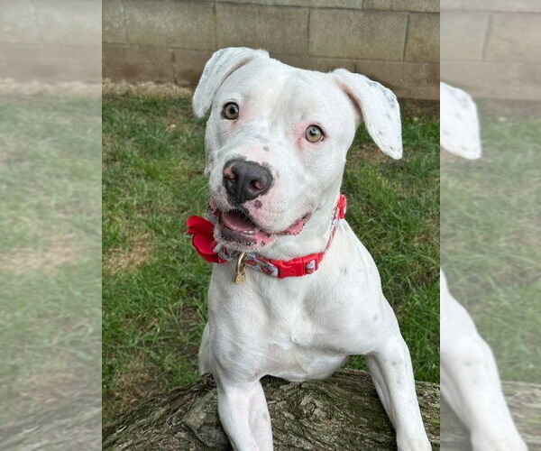 Medium Photo #5 American Pit Bull Terrier-Unknown Mix Puppy For Sale in Redlands, CA, USA