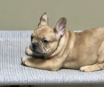 Small #3 French Bulldog