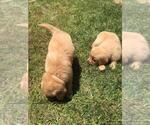 Small Photo #7 Golden Retriever Puppy For Sale in BRENTWOOD, CA, USA
