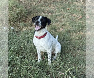Junior Dot *LOCAL* - Male Lab-Pointer Dog for Adoption - Photo #6