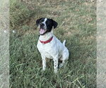 Small Photo #6 Lab-Pointer Puppy For Sale in Wakefield, RI, USA