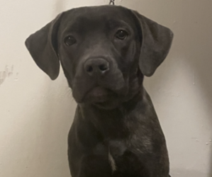 Cane Corso Puppy for sale in WATERBURY, CT, USA