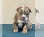 Small #8 English Bulldog