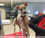 Small German Shepherd Dog Mix