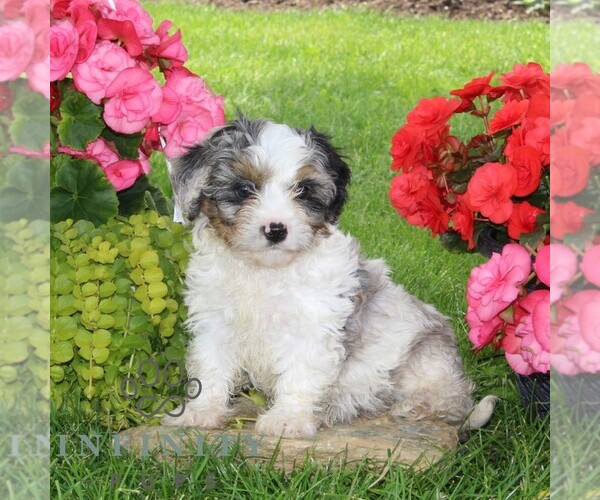 Medium Photo #3 Cavapoo Puppy For Sale in KIRKWOOD, PA, USA