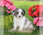 Small #2 Cavapoo