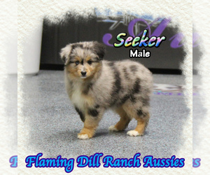 Miniature Australian Shepherd Puppy for sale in FORESTBURG, TX, USA