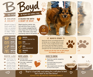 Mutt Dogs for adoption in Stratham, NH, USA