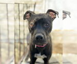 Small #1 Staffordshire Bull Terrier Mix