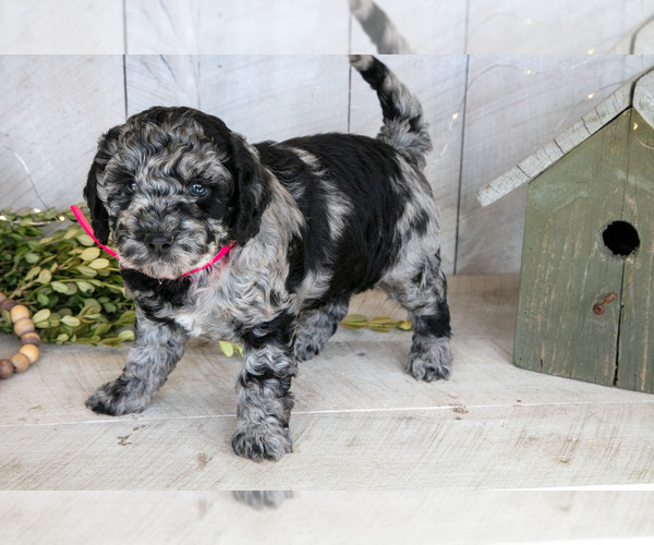 Medium Photo #2 Miniature Labradoodle Puppy For Sale in SUGARCREEK, OH, USA