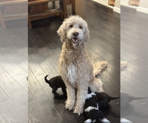Father of the Labradoodle puppies born on 12/28/2023
