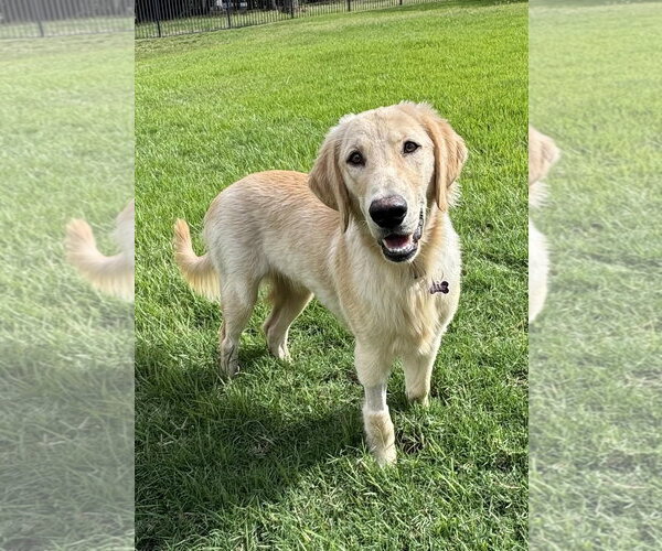 Medium Photo #2 Golden Labrador Puppy For Sale in Fort Worth, TX, USA