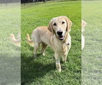 Small Photo #2 Golden Labrador Puppy For Sale in Fort Worth, TX, USA