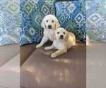Small Photo #3 Golden Retriever Puppy For Sale in CITRUS HEIGHTS, CA, USA