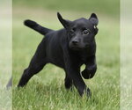 Small #4 Borador