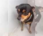 PRINCESS - Female Chihuahua-Unknown Mix Dog for Adoption - Small photo