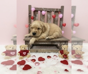 Golden Retriever Puppy for sale in PEEBLES, OH, USA