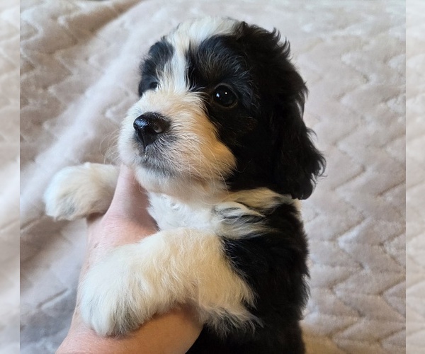 Medium Photo #13 Aussiedoodle Puppy For Sale in WILLS POINT, TX, USA