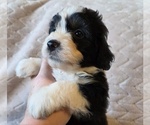 Small #12 Aussiedoodle