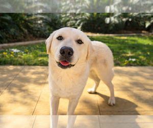Labrador Retriever-Unknown Mix Dogs for adoption in Clovis, CA, USA