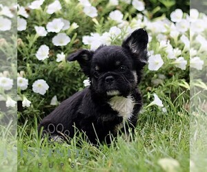 French Bulldog Puppy for sale in RONKS, PA, USA