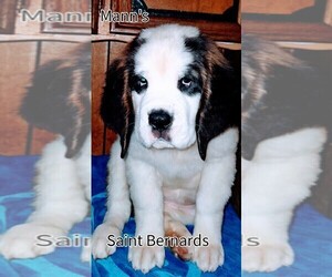 Saint Bernard Puppy for sale in PHILIPSBURG, PA, USA