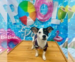 Small #1 Jack Russell Terrier Mix